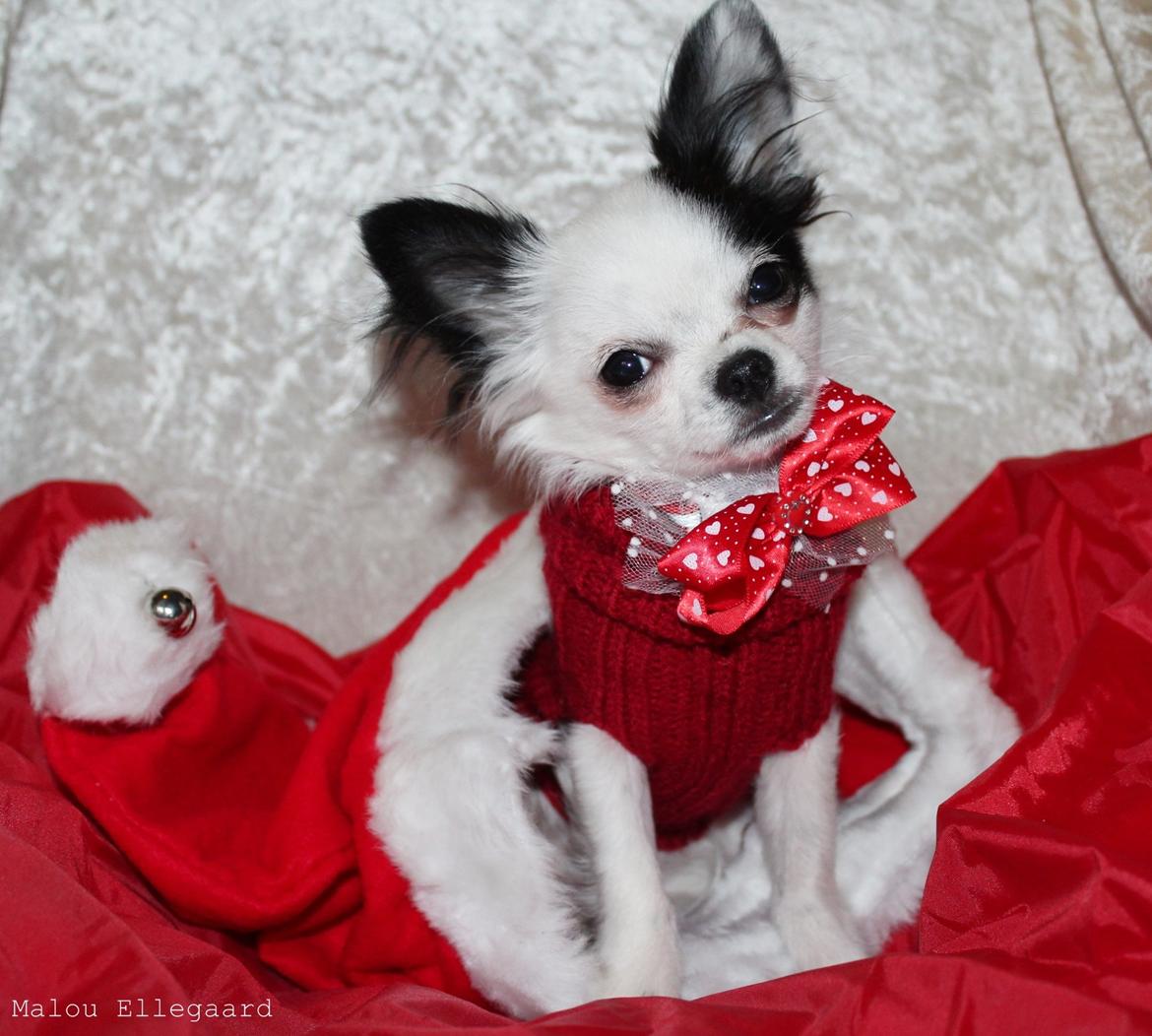 Chihuahua Amy (MooMoo) billede 10