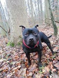 Staffordshire bull terrier Bonzai-Staff Jasper billede 24