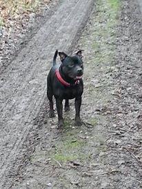 Staffordshire bull terrier Bonzai-Staff Jasper billede 25