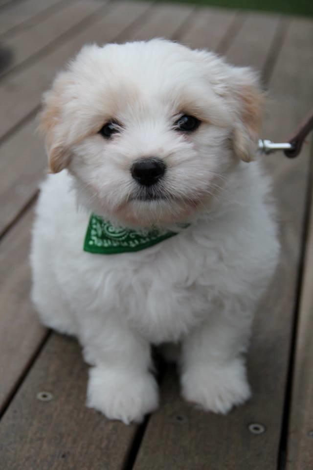 Coton de tulear Marley billede 1