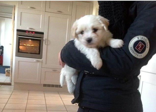 Coton de tulear Marley billede 2