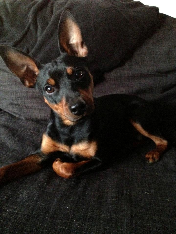 Blanding af racer Cisco billede 14