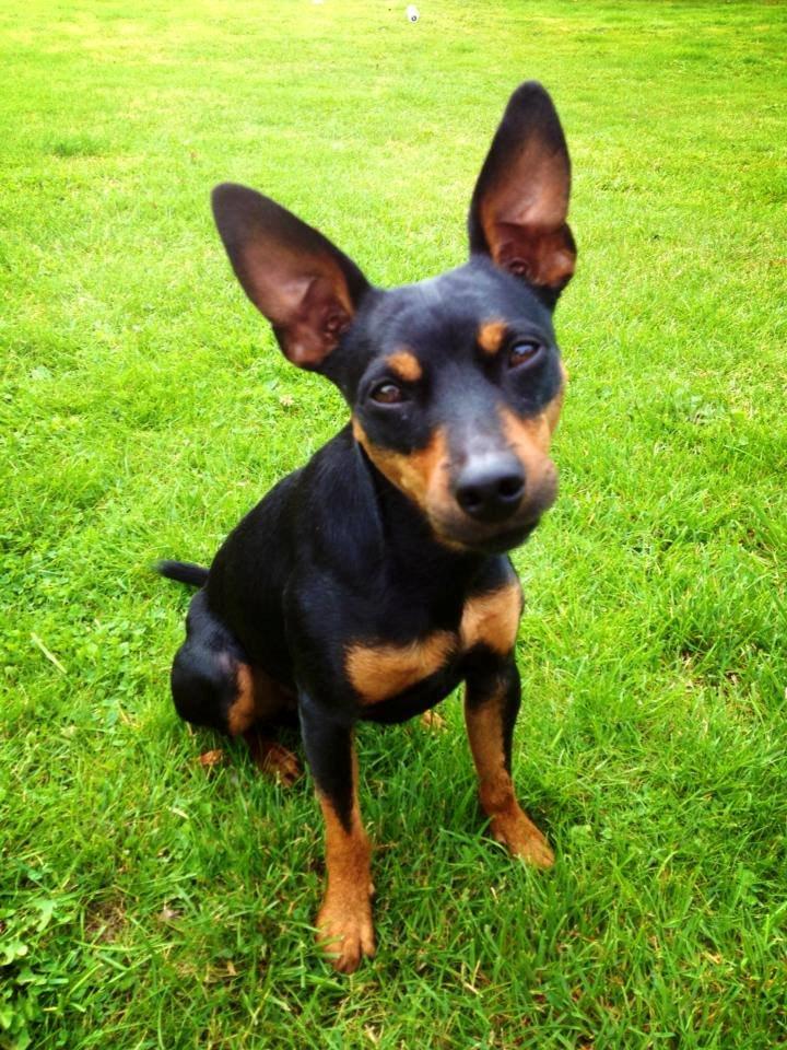 Blanding af racer Cisco billede 15