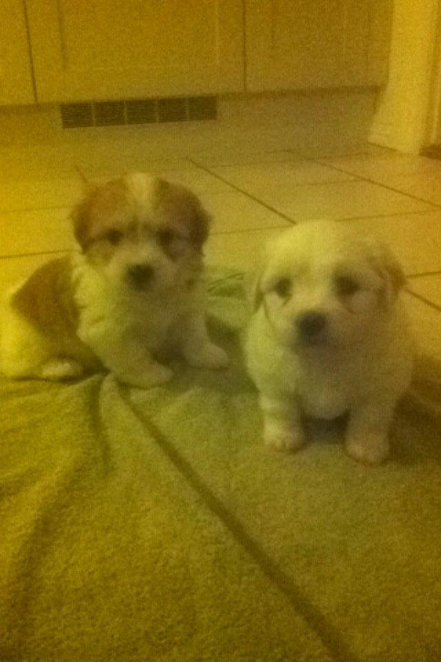 Coton de tulear Marley billede 4