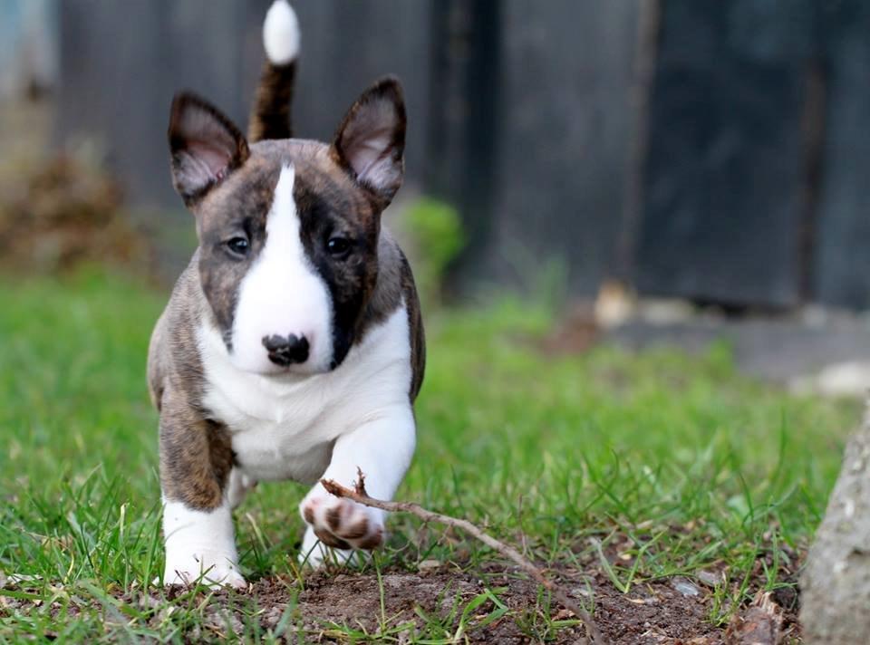 Bullterrier miniature Minimalistic's WD Maximum Overdrive "Ritchie" billede 5