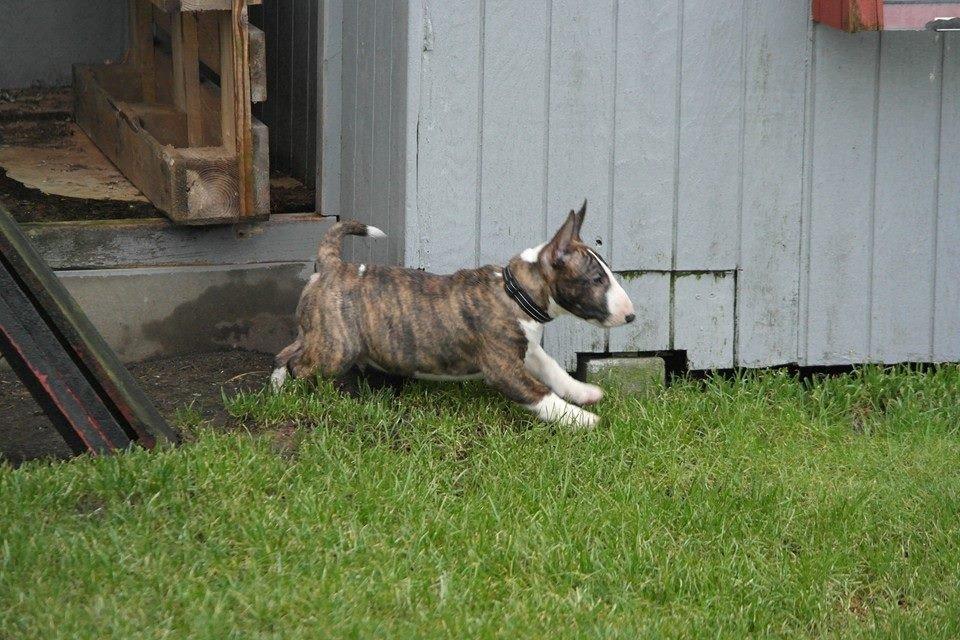 Bullterrier miniature Minimalistic's WD Maximum Overdrive "Ritchie" billede 6