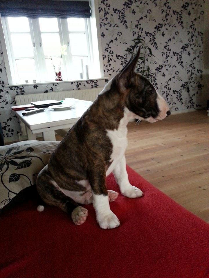 Bullterrier miniature Minimalistic's WD Maximum Overdrive "Ritchie" billede 11