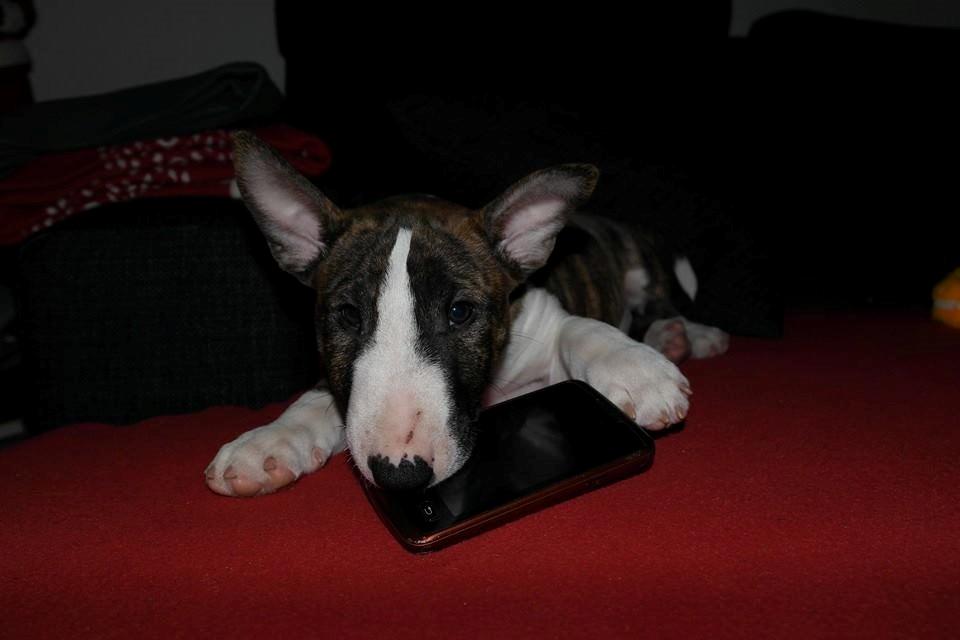 Bullterrier miniature Minimalistic's WD Maximum Overdrive "Ritchie" billede 7