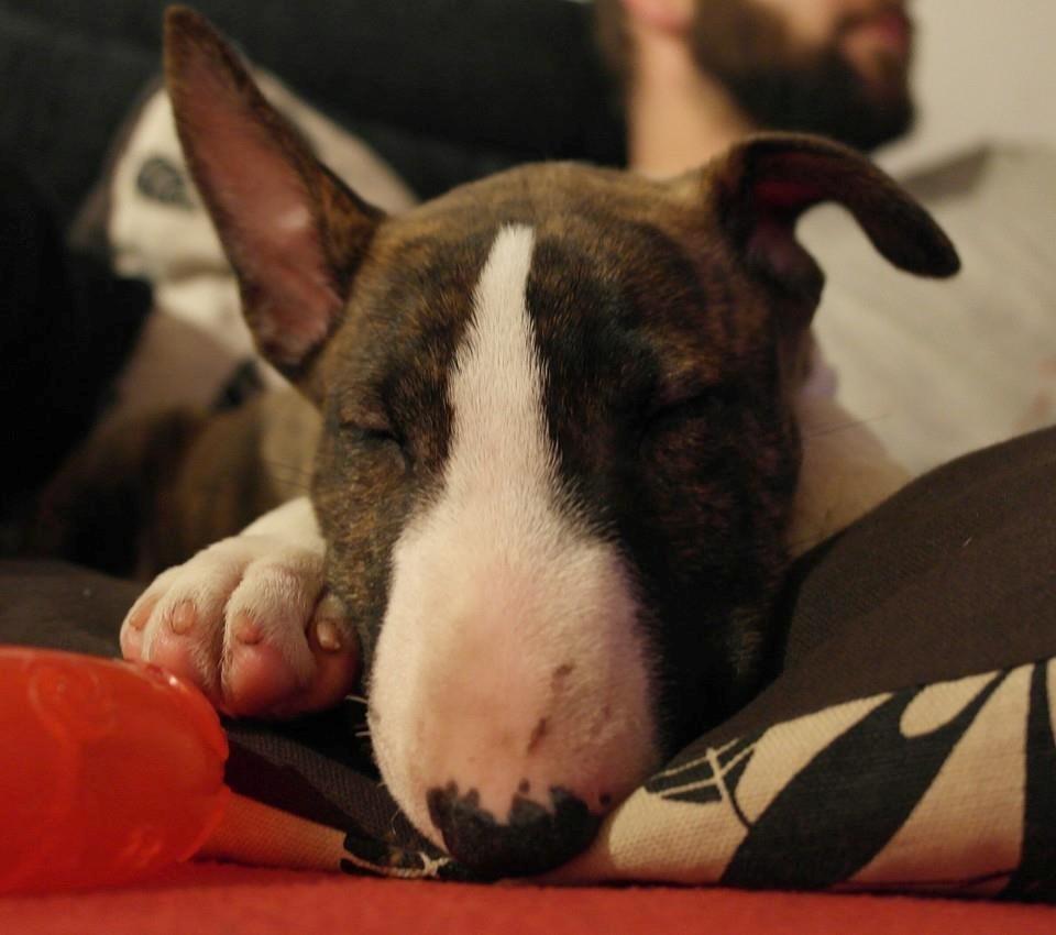 Bullterrier miniature Minimalistic's WD Maximum Overdrive "Ritchie" billede 8