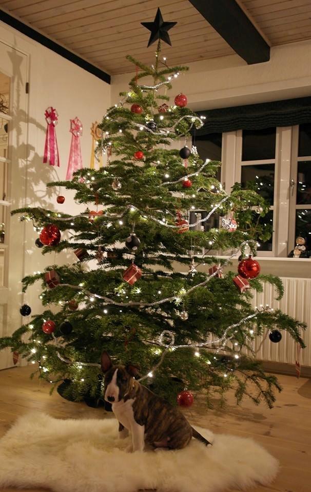 Bullterrier miniature Minimalistic's WD Maximum Overdrive "Ritchie" billede 4