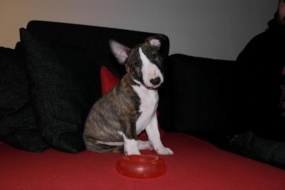 Bullterrier miniature Minimalistic's WD Maximum Overdrive "Ritchie" billede 9