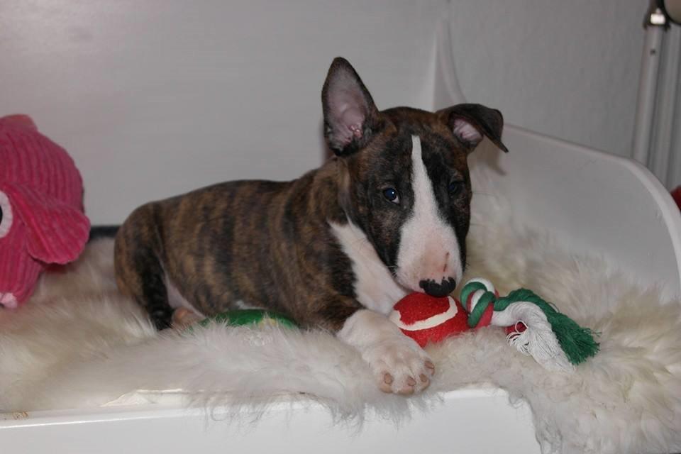 Bullterrier miniature Minimalistic's WD Maximum Overdrive "Ritchie" billede 10