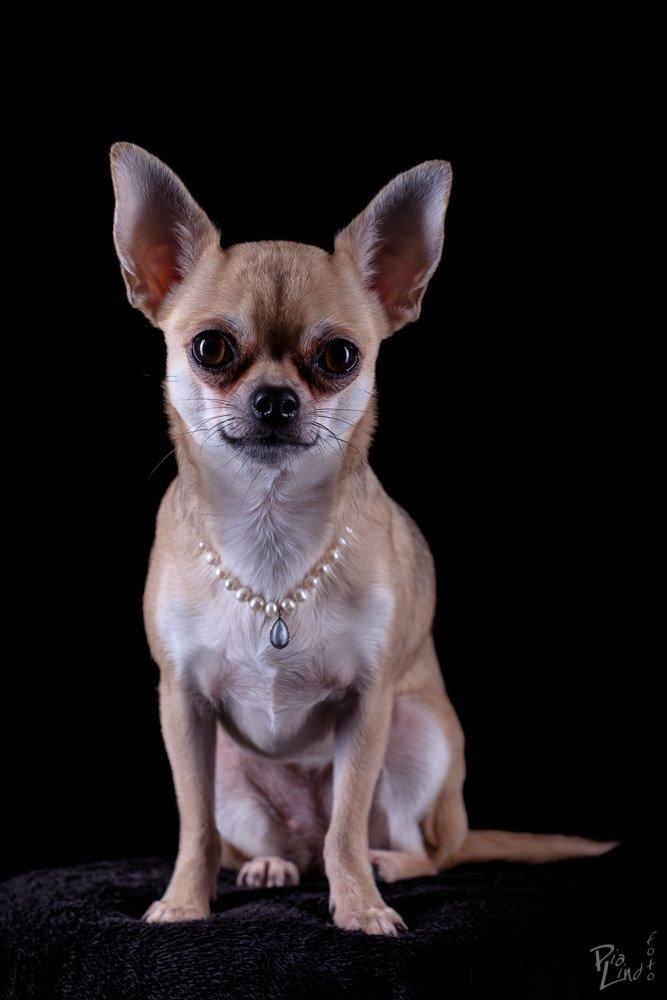 Chihuahua Frk Kvistes Brianna *Bindi* - Velkommen til Bindi's profil :) 
- 23/12-2013 billede 15