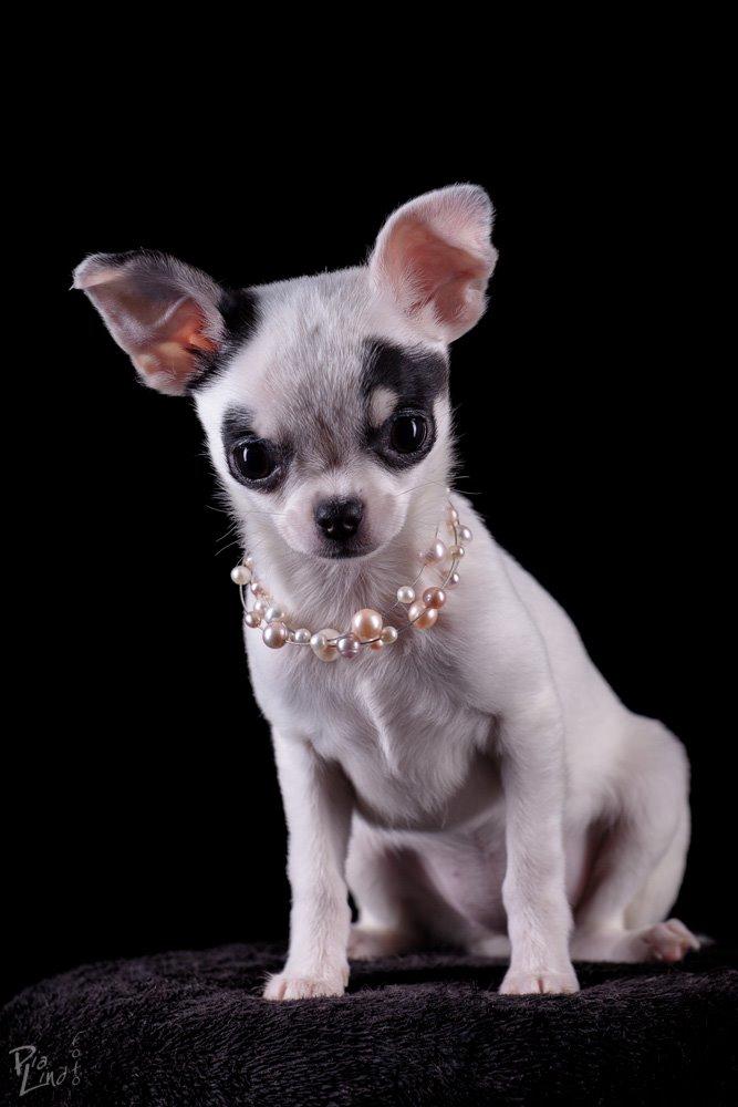 Chihuahua Miszja - 23-12-2013 - 14 uger <3 billede 22