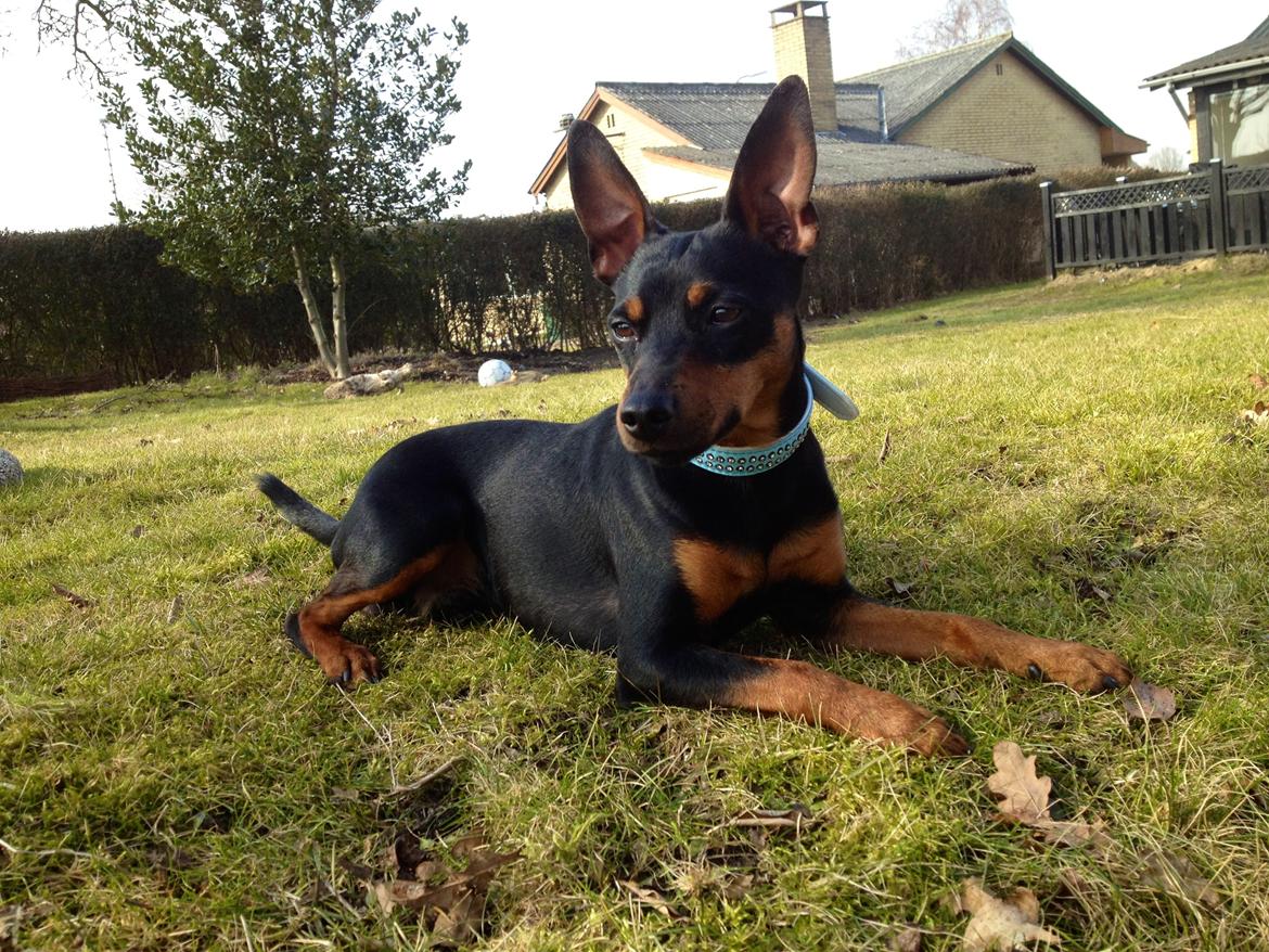 Blanding af racer Cisco billede 16