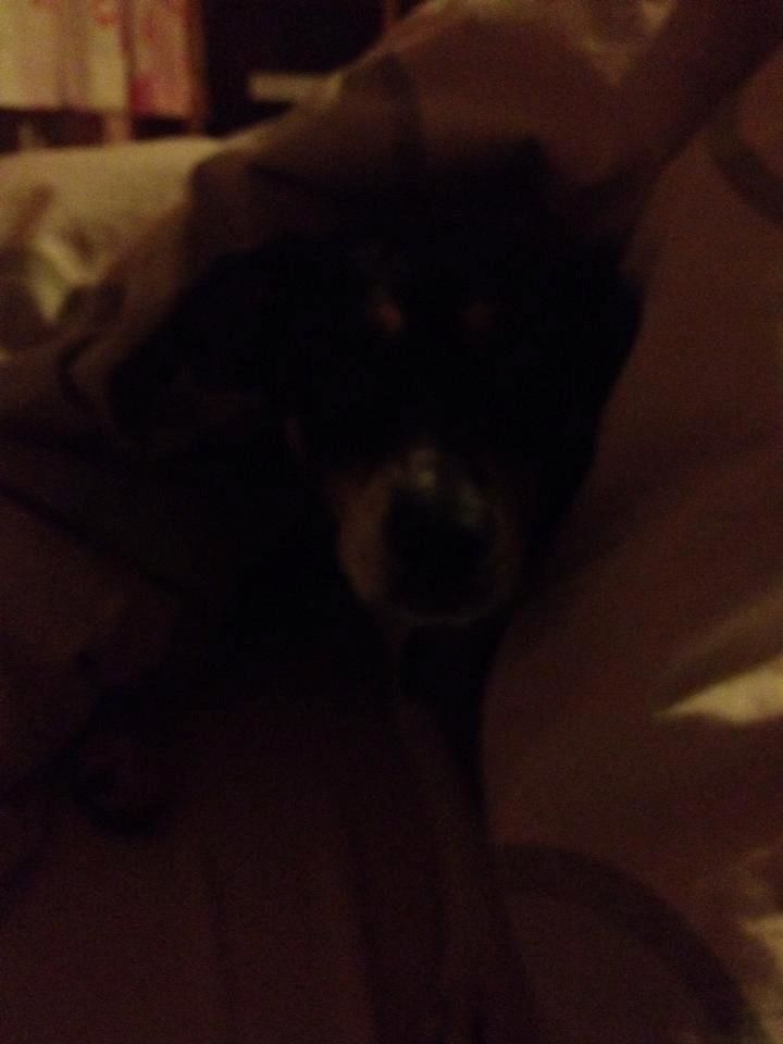 Dansk svensk gaardhund fede Fie  billede 8