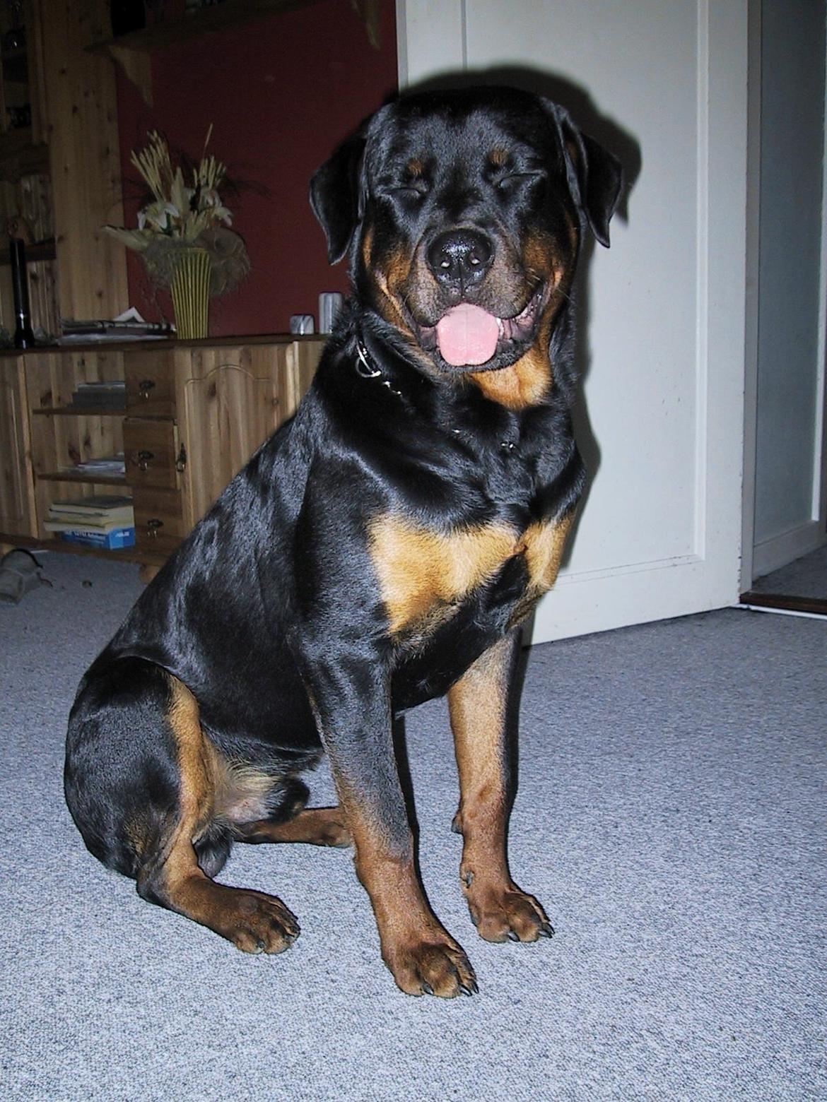 Rottweiler Febæk`s Pelé *RIP* billede 1