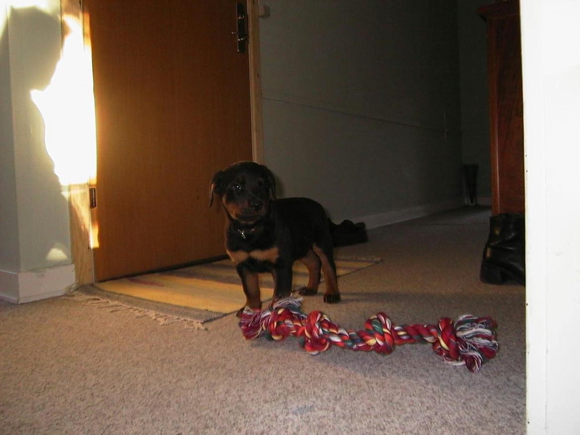 Rottweiler Febæk`s Pelé *RIP* billede 2