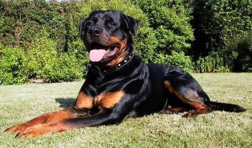 Rottweiler Febæk`s Pelé *RIP* billede 3