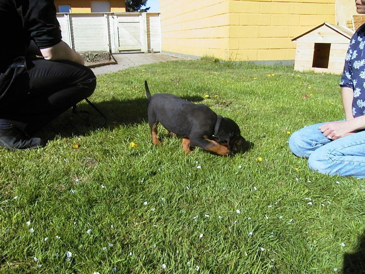 Rottweiler Febæk`s Pelé *RIP* billede 4
