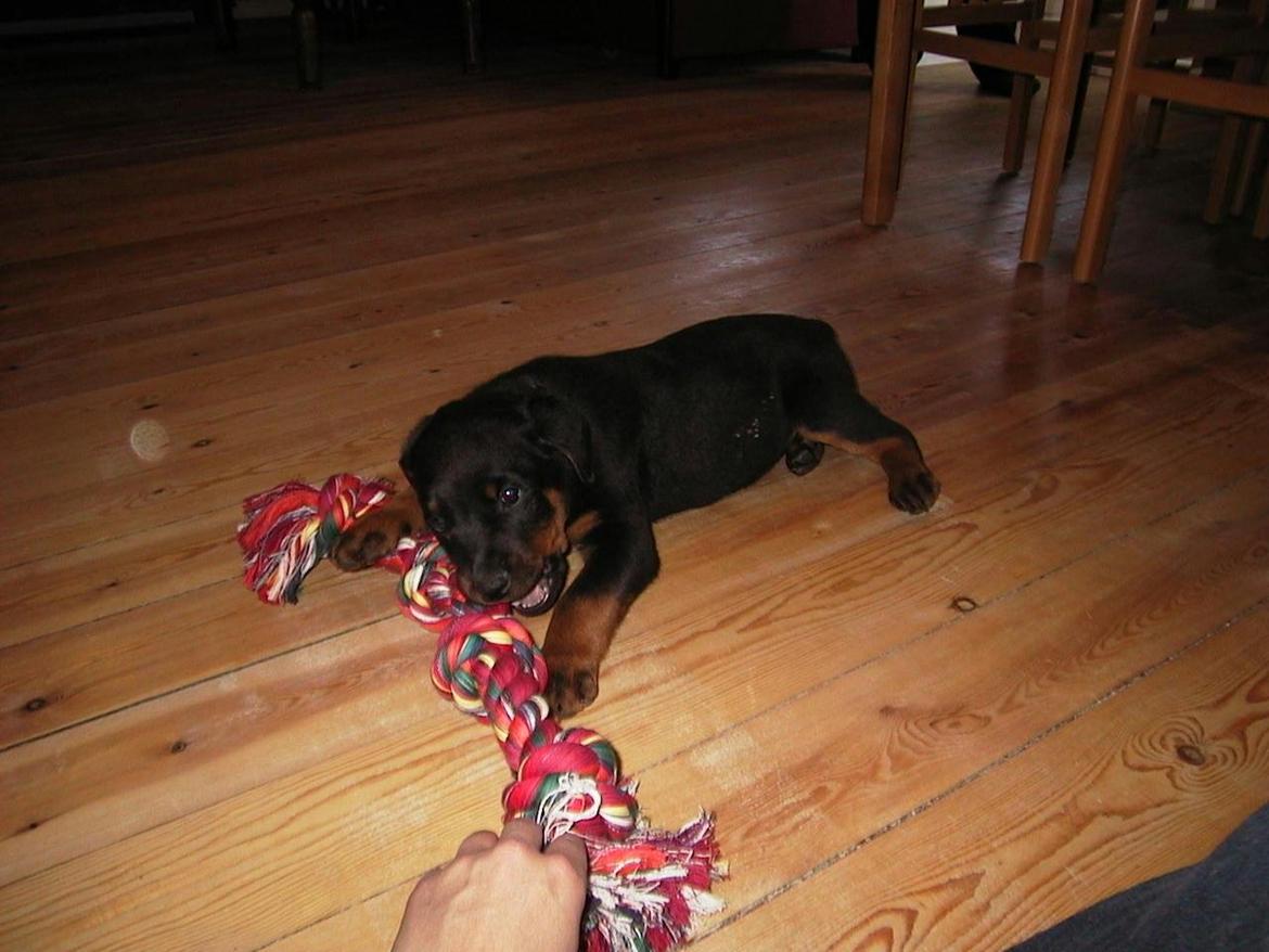 Rottweiler Febæk`s Pelé *RIP* billede 5