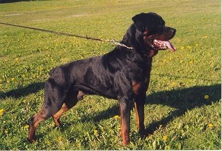 Rottweiler Febæk`s Pelé *RIP* - Pelé´s far billede 6