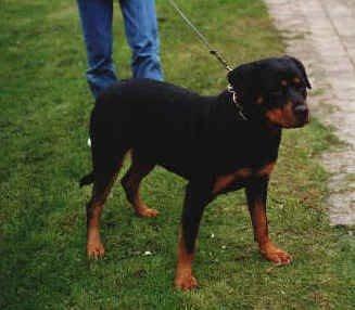 Rottweiler Febæk`s Pelé *RIP* - Pelé´s mor billede 7