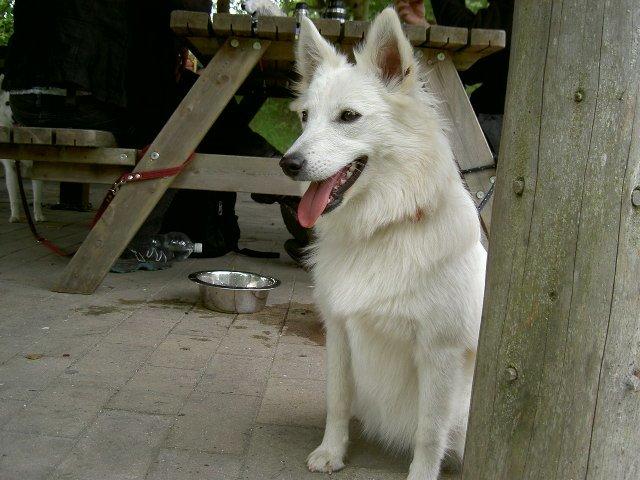 Dansk Spids Alma billede 1