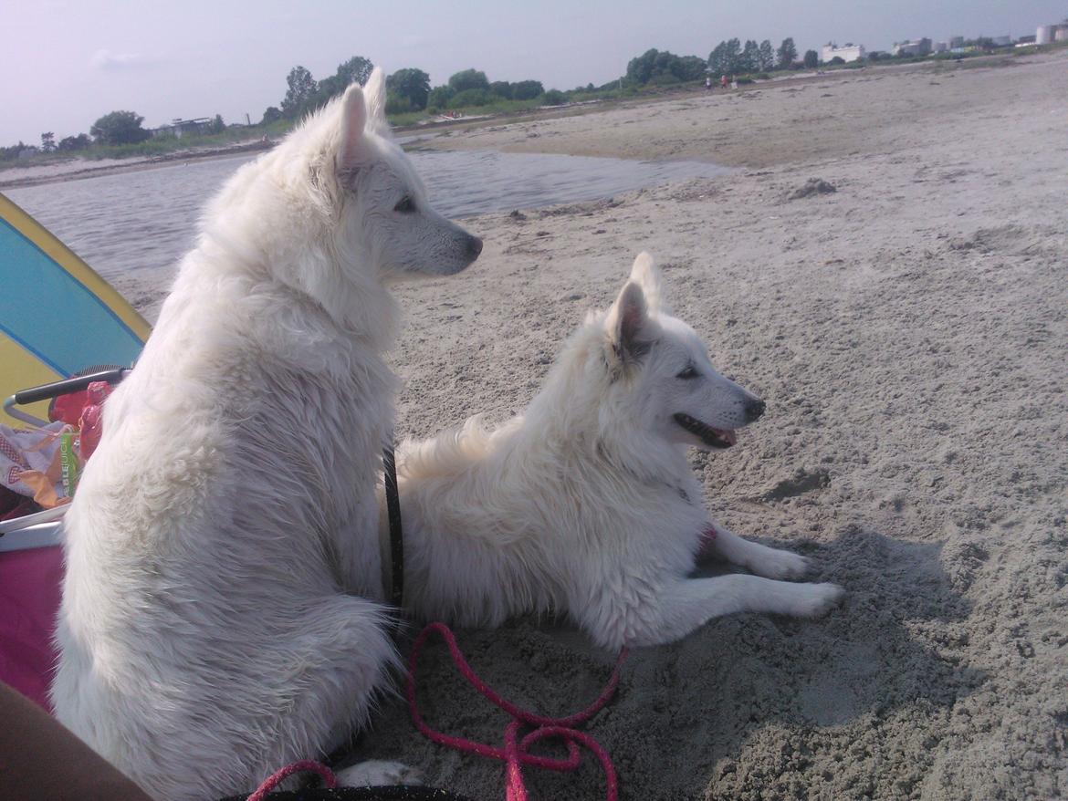 Dansk Spids Alma billede 12