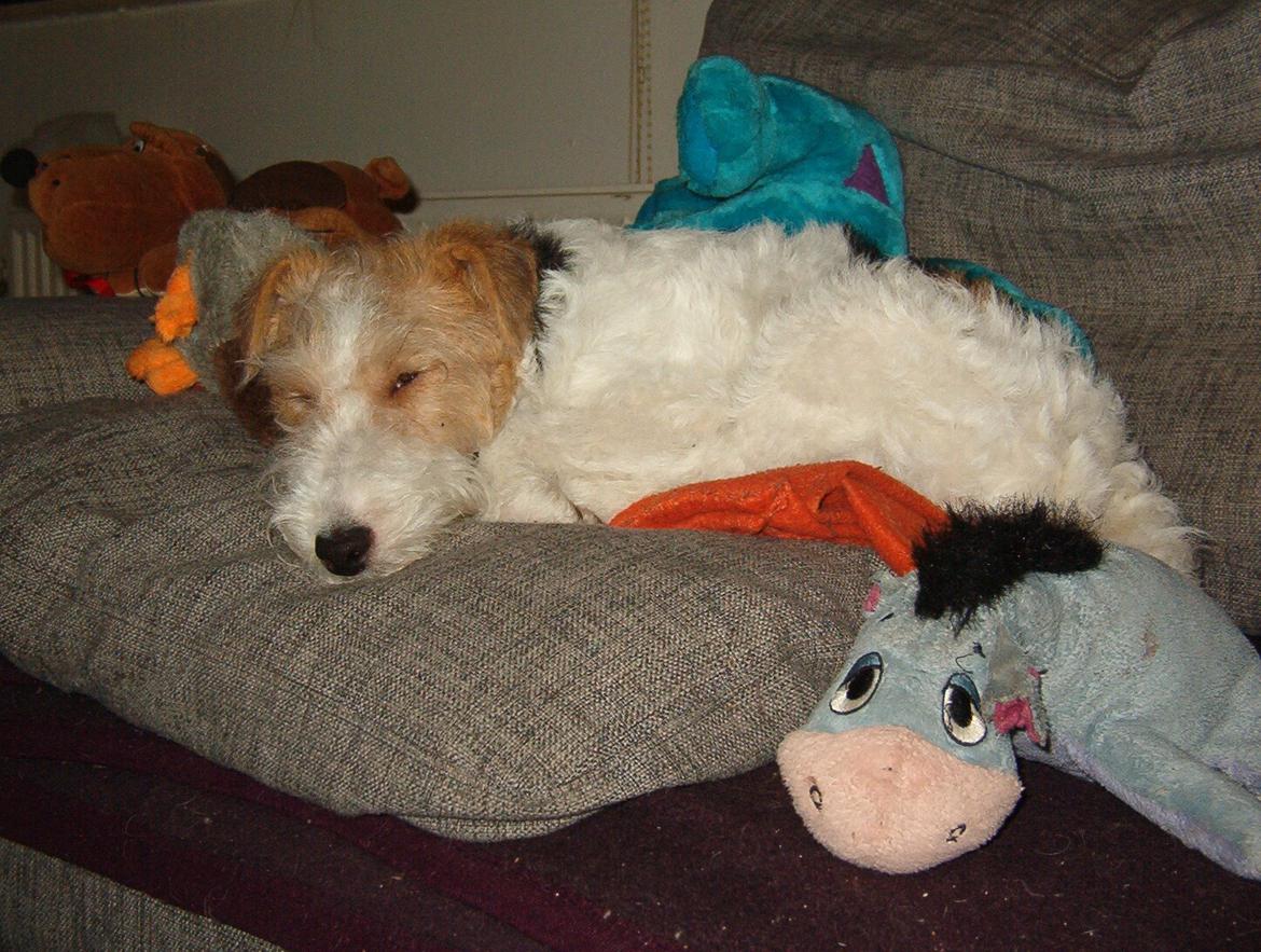 Ruhåret foxterrier Tiffy billede 7