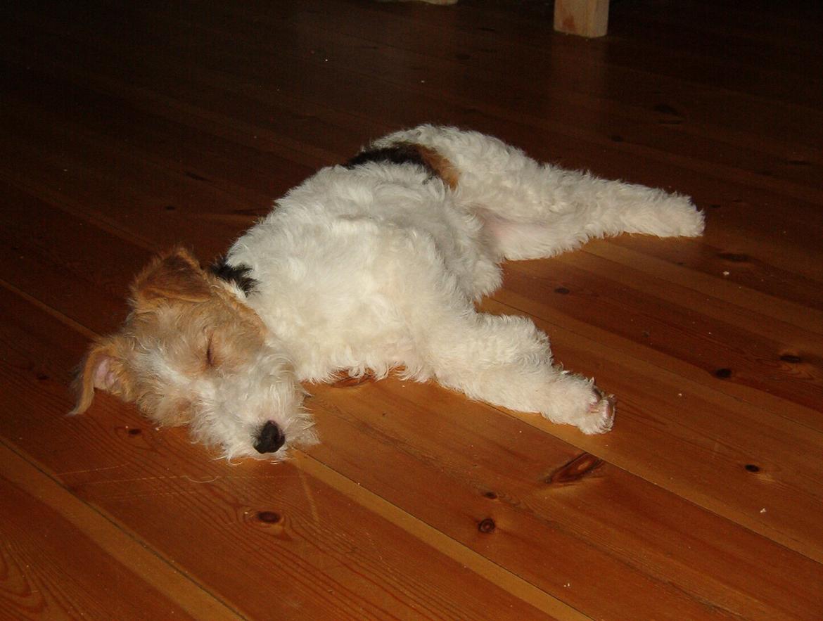 Ruhåret foxterrier Tiffy billede 8