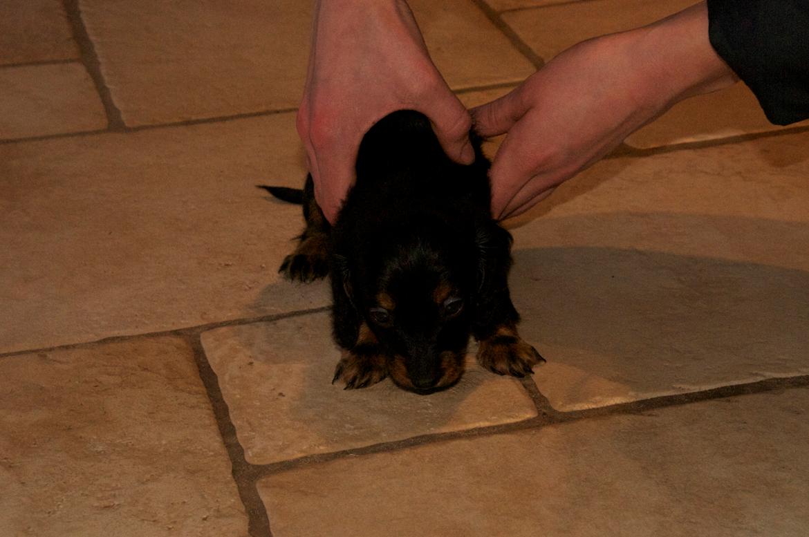 Dværggravhund Noir - - Her var hun kun 5 uger <3 billede 6