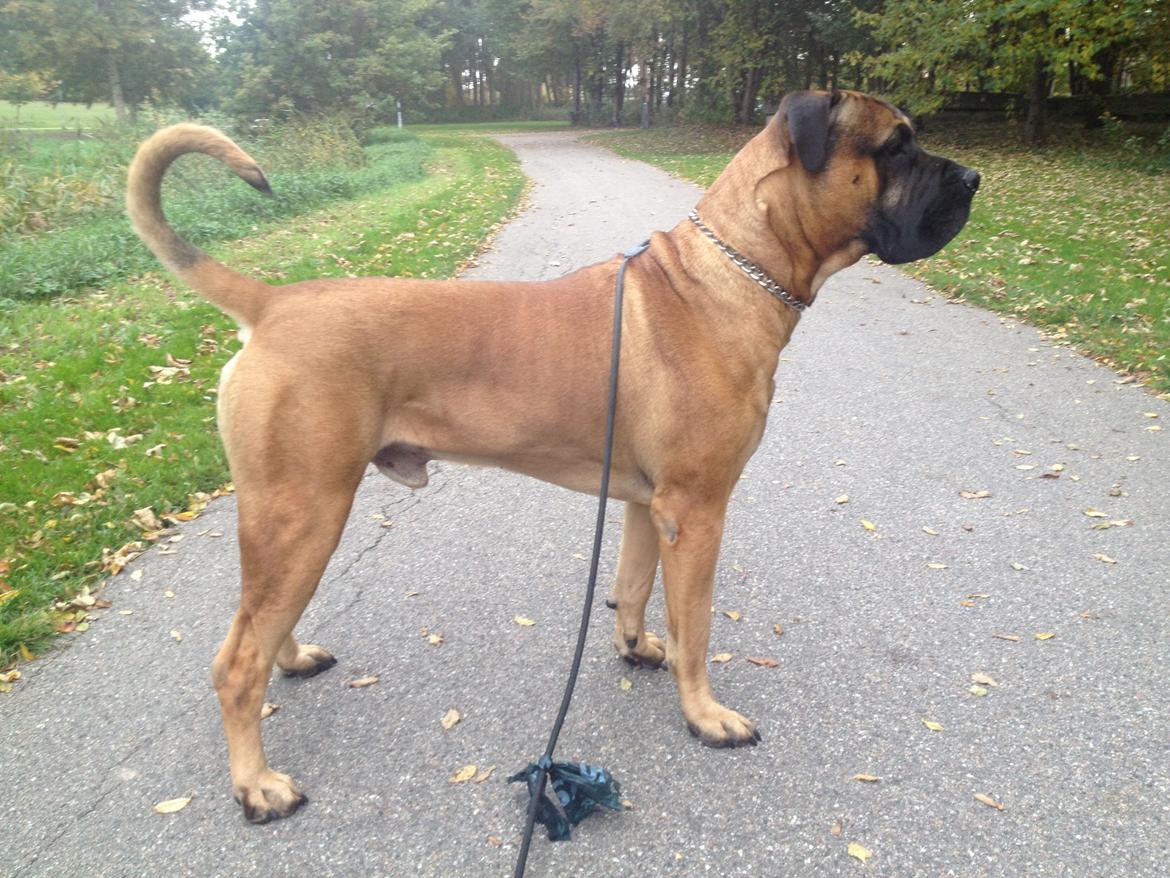 Boerboel Boelsplaas Zeus billede 6