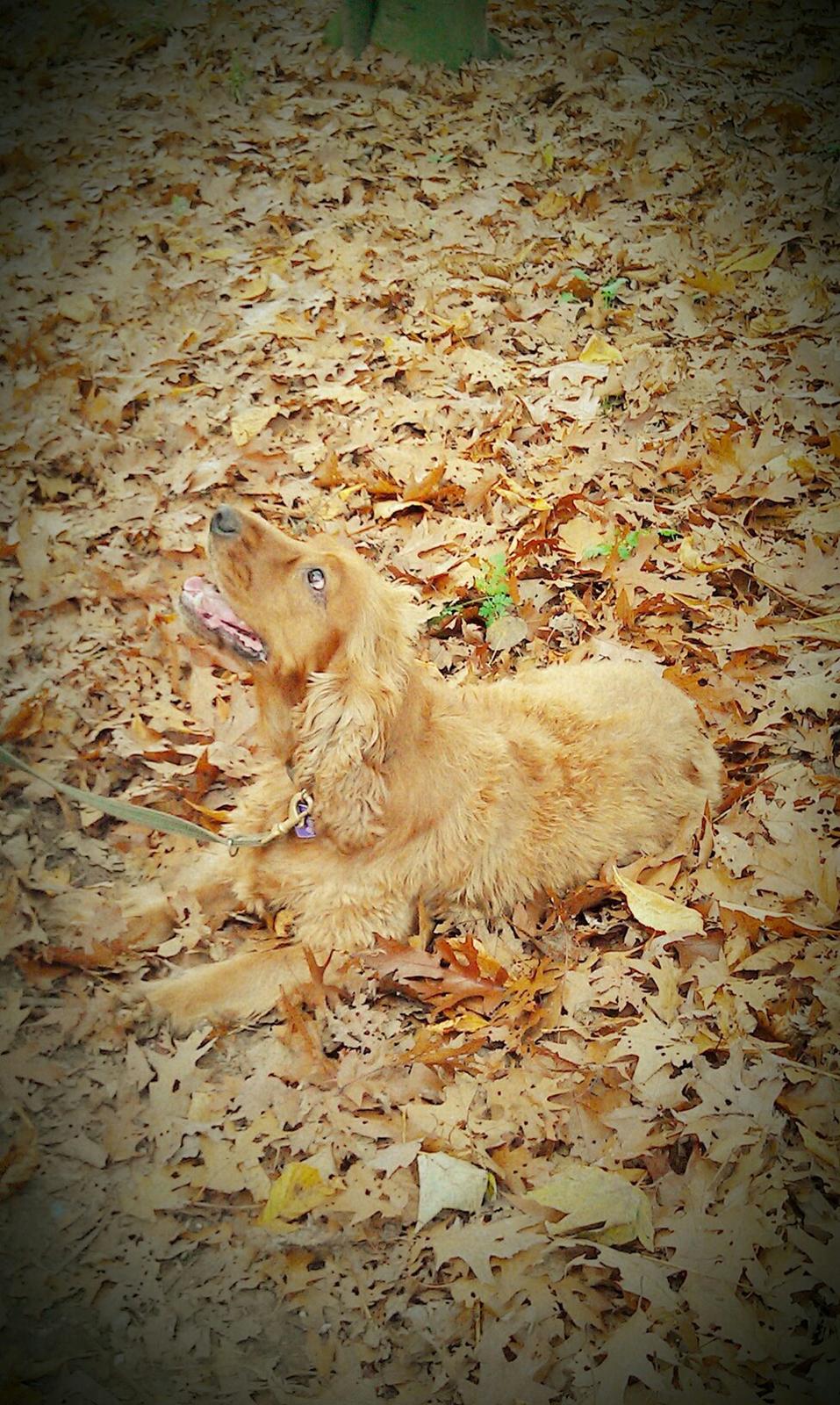 Cocker spaniel BAMSE :) HIMMELHUND ! :'( - YNGLINGS BILLEDE, AF VORES SKØNNE BAMSE'DRENG :*  billede 1
