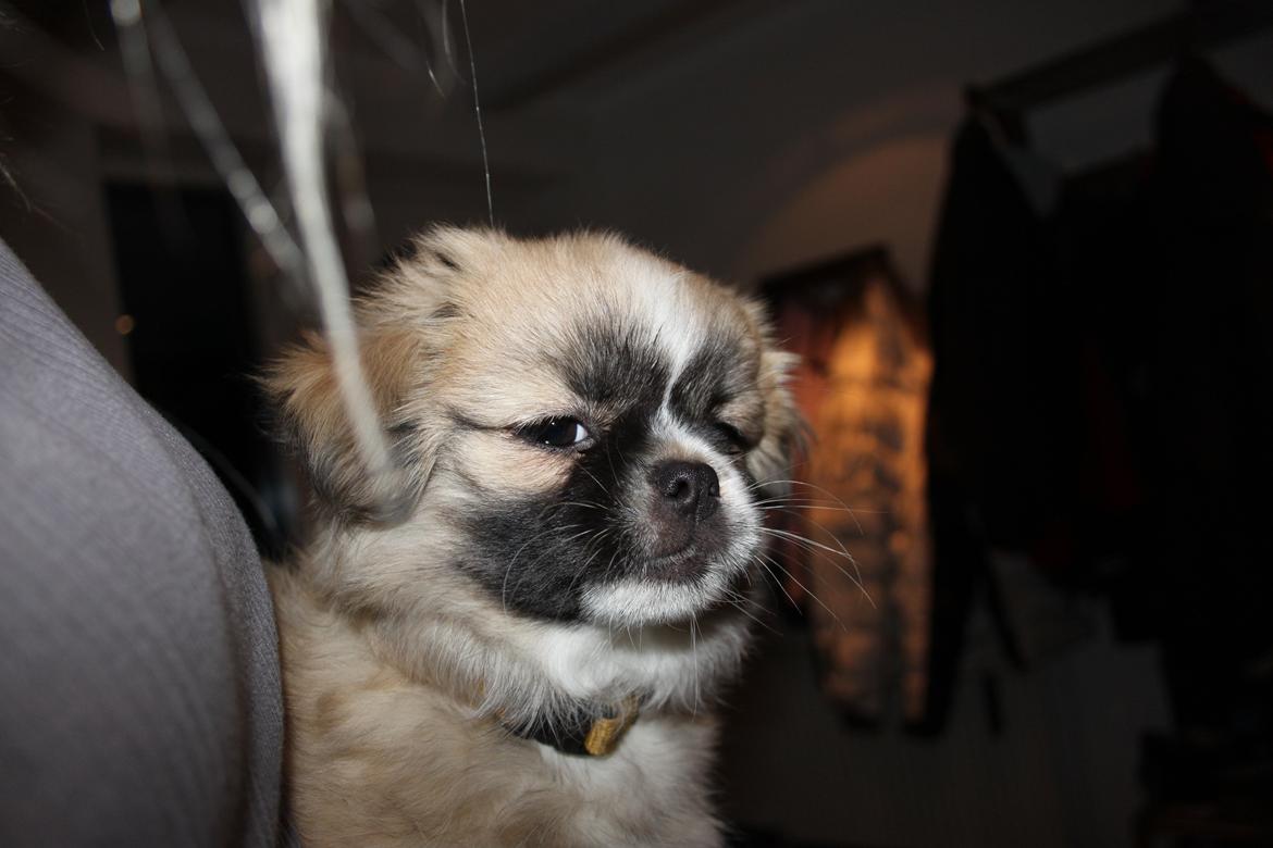 Tibetansk spaniel Gudrun  ("Sarchris Dina"- DKK stambog: billede 2