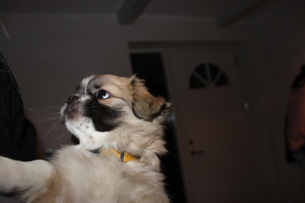 Tibetansk spaniel Gudrun  ("Sarchris Dina"- DKK stambog: billede 4