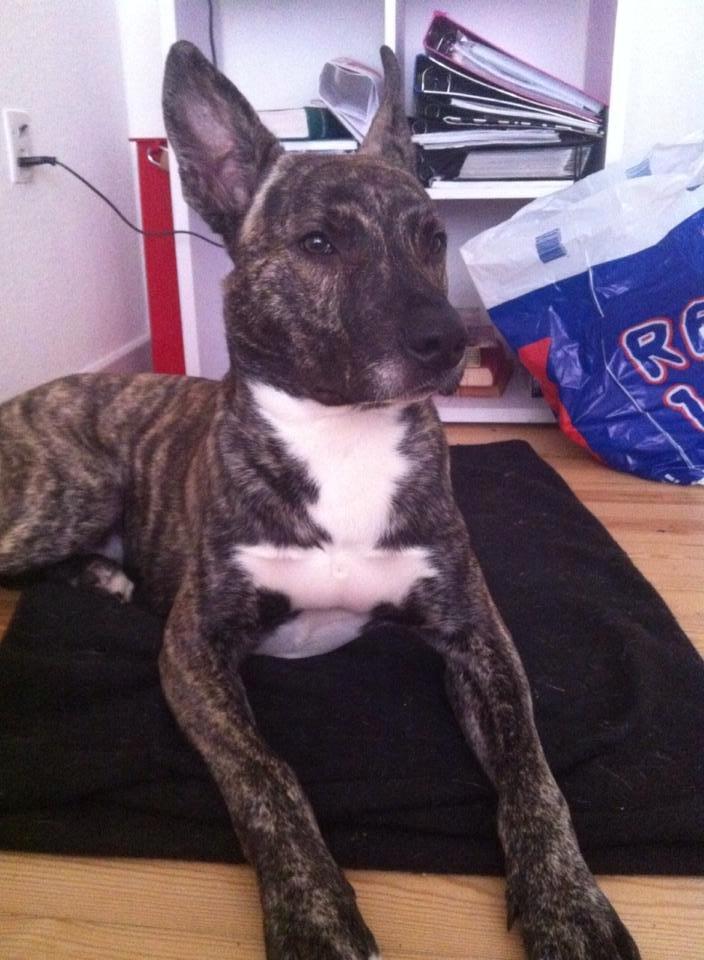 Blanding af racer Tyson billede 1