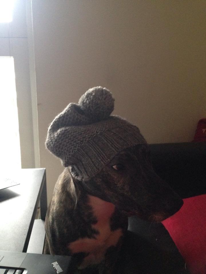 Blanding af racer Tyson billede 2