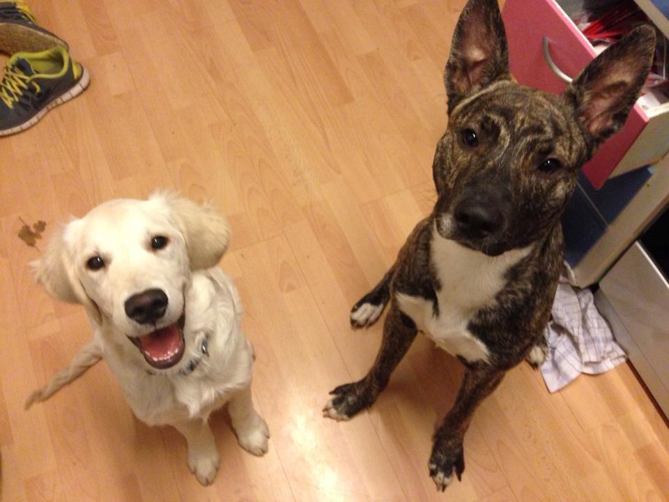 Blanding af racer Tyson billede 3