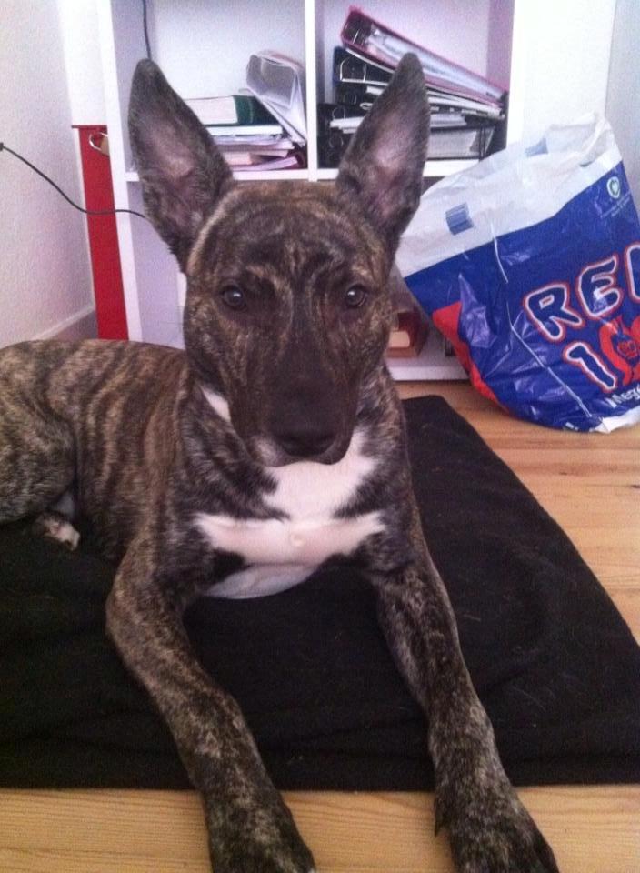 Blanding af racer Tyson billede 4