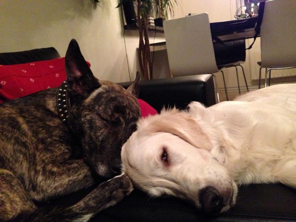 Blanding af racer Tyson billede 5