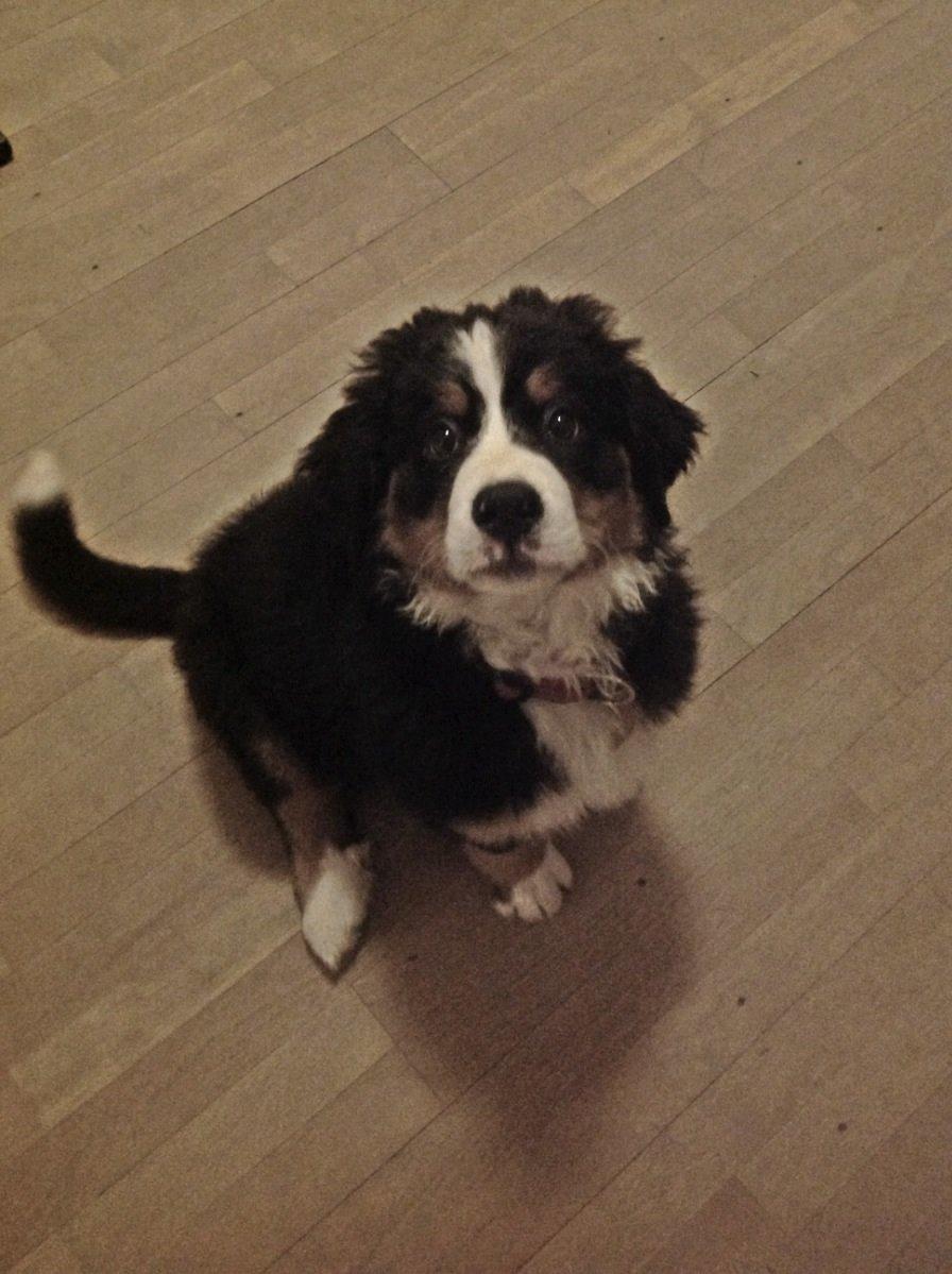 Berner sennenhund Saxo billede 14