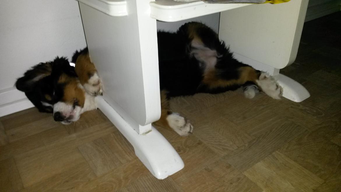 Berner sennenhund Saxo - sådan kan man vel sove? ;)  billede 15