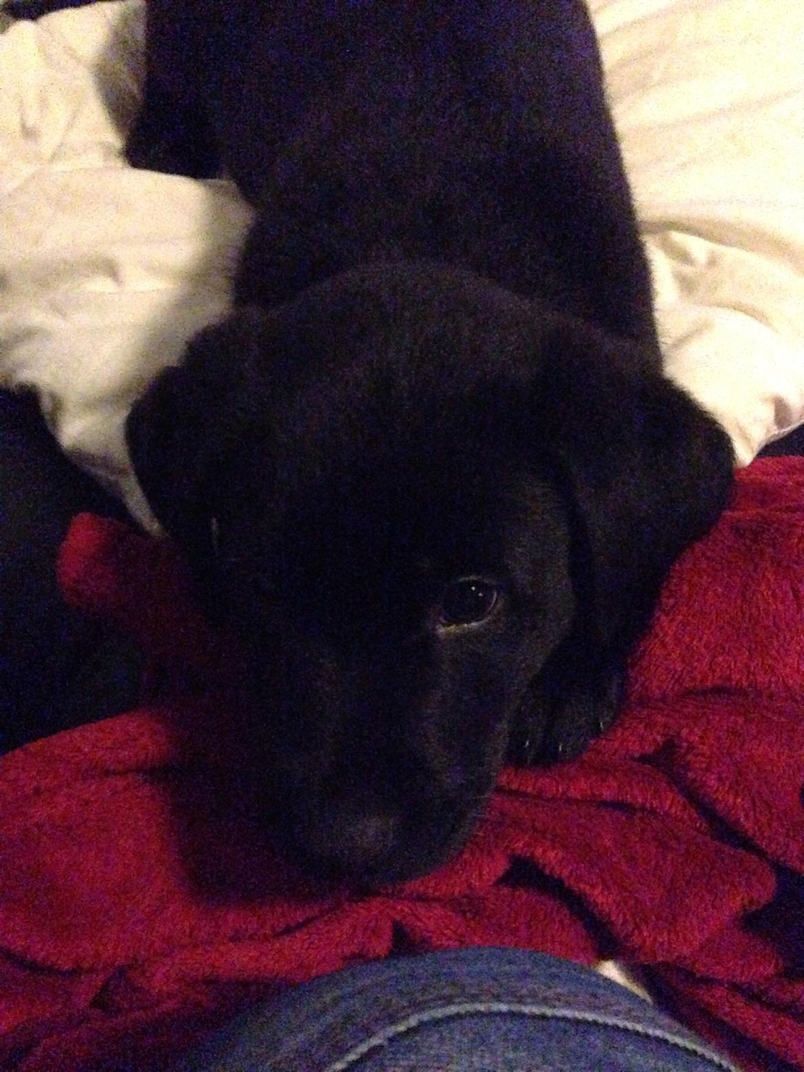 Blanding af racer sofus billede 1