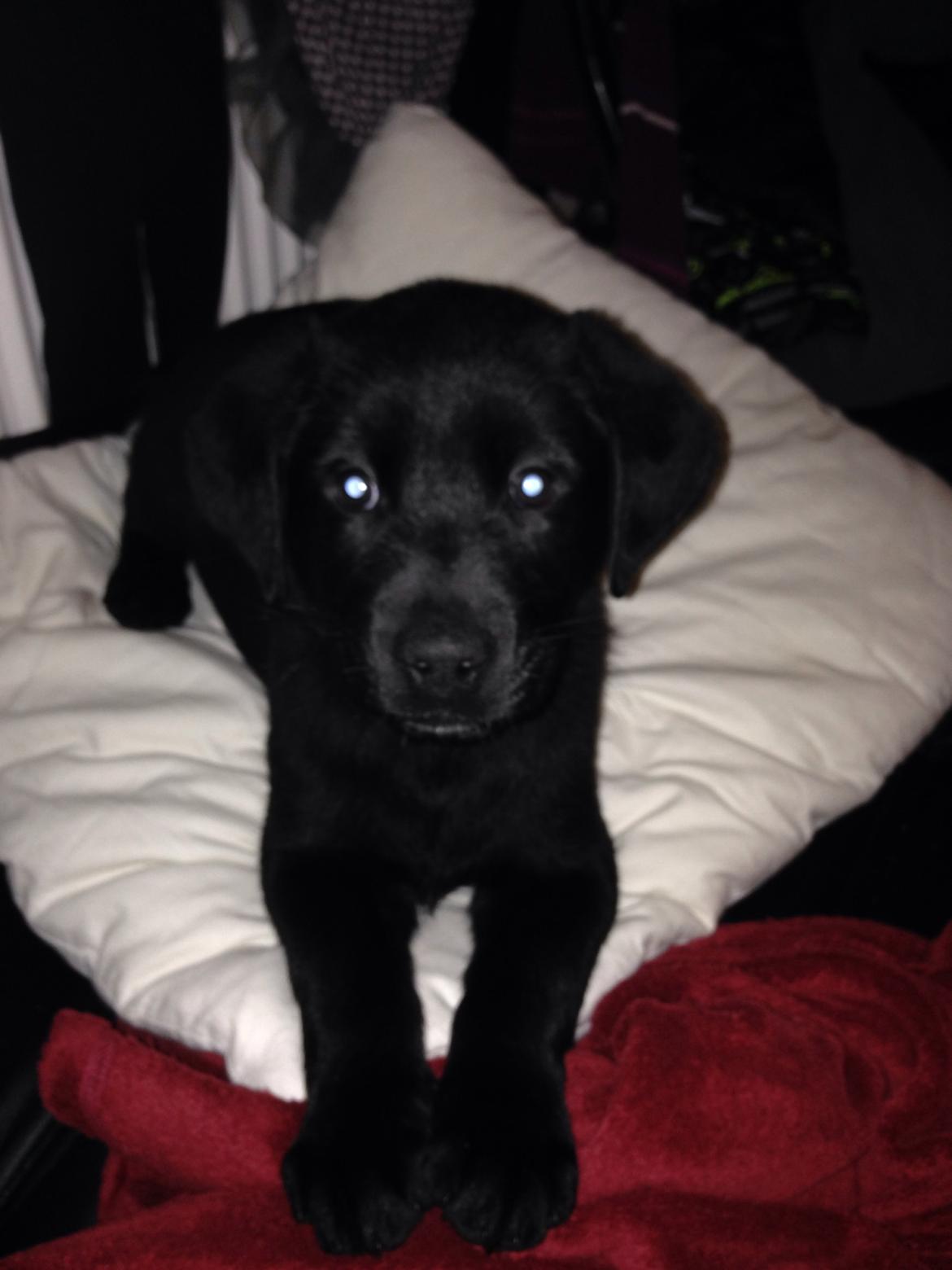 Blanding af racer sofus billede 2