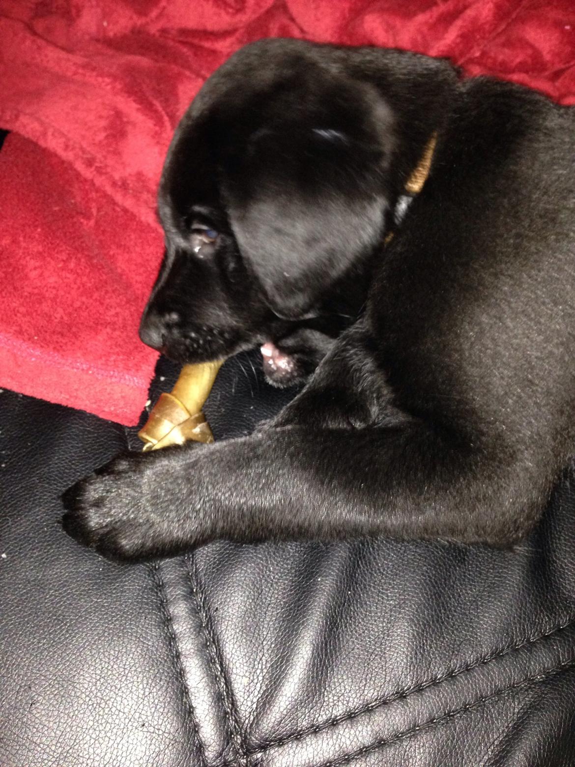 Blanding af racer sofus billede 3