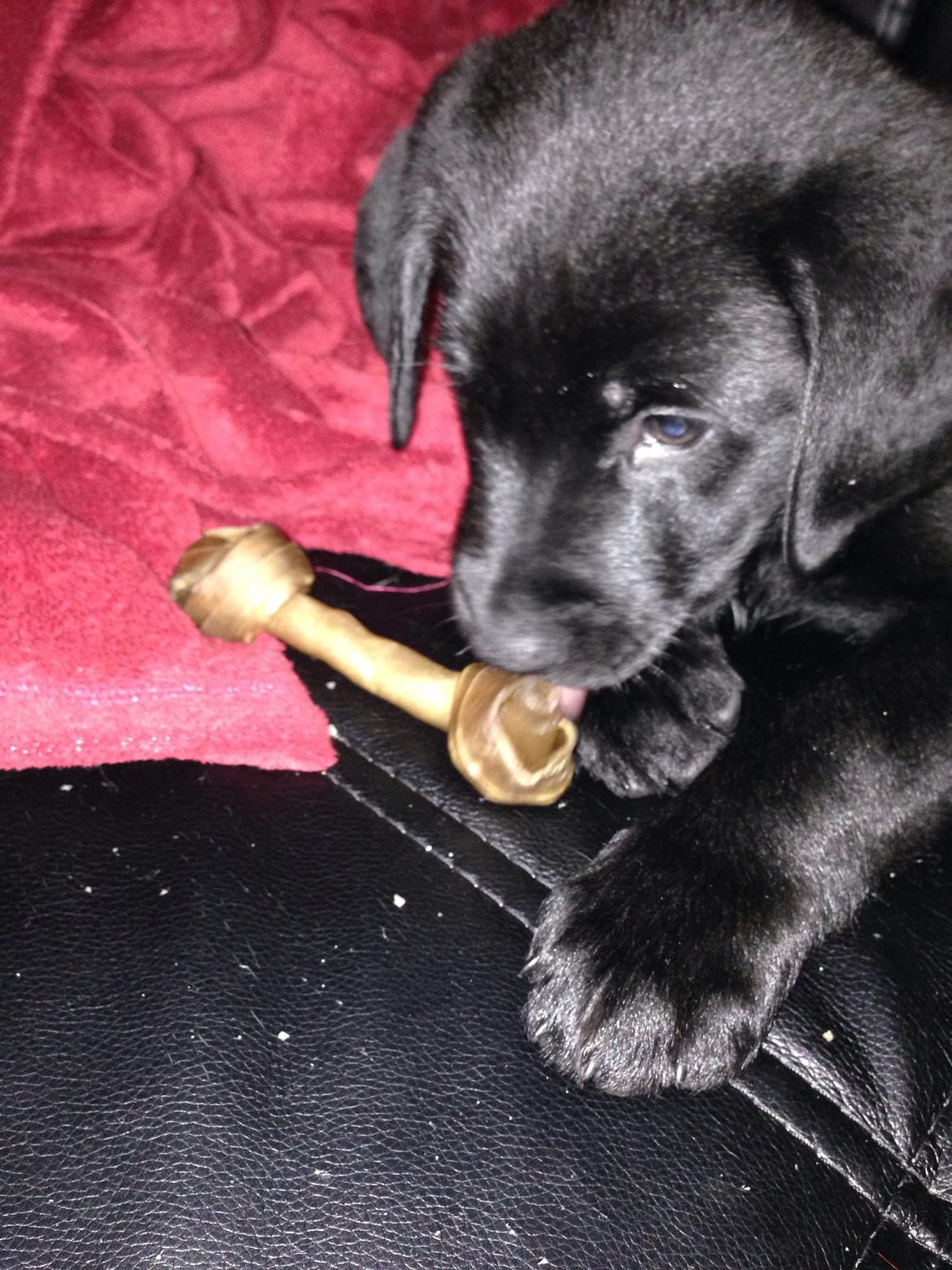 Blanding af racer sofus billede 5