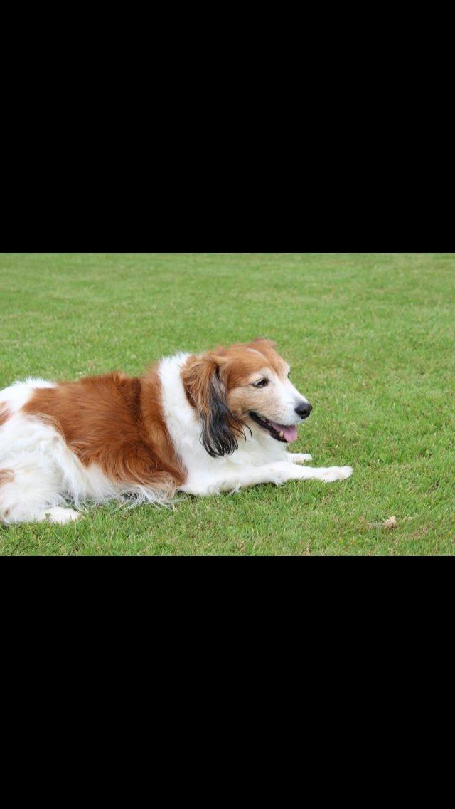 Kooikerhondje Mickey billede 2