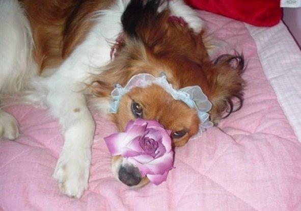 Kooikerhondje Mickey billede 9