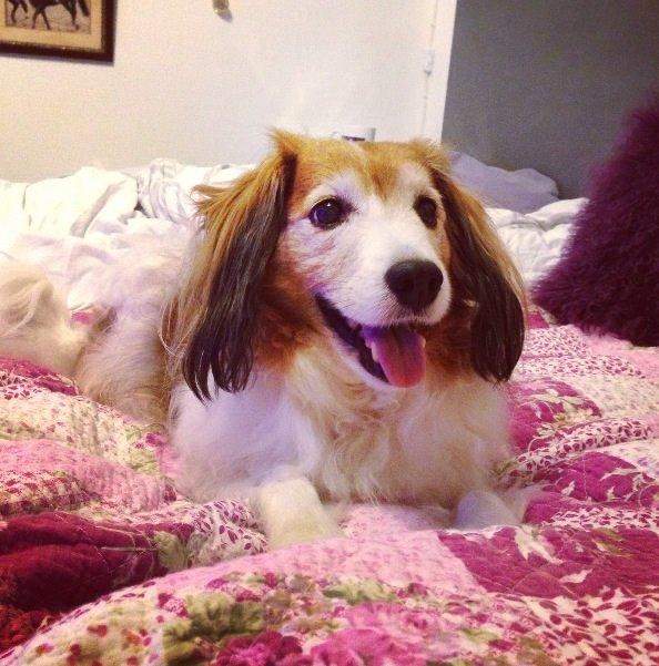 Kooikerhondje Mickey billede 10